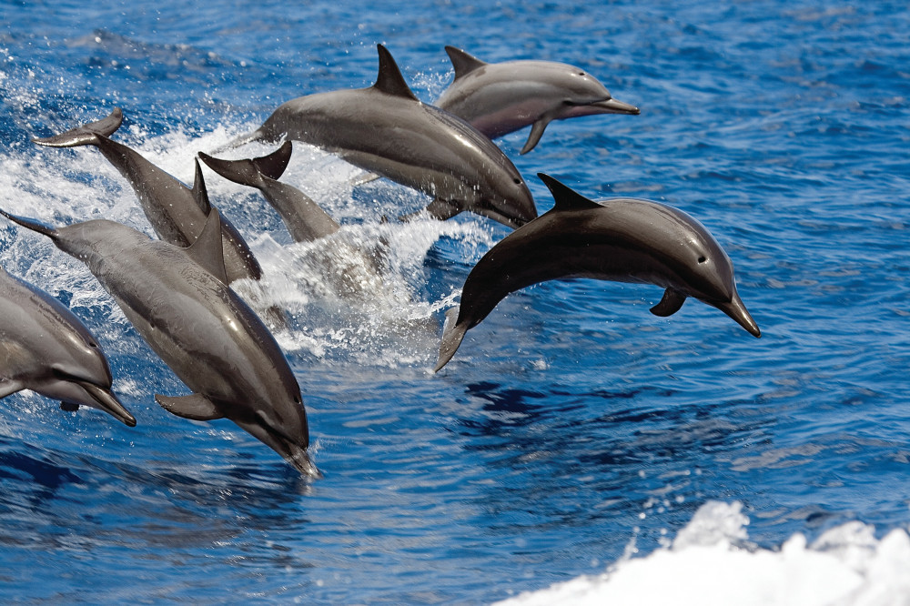 Sea Dreams Power II - Morning Wildlife And Powerboat Cruise