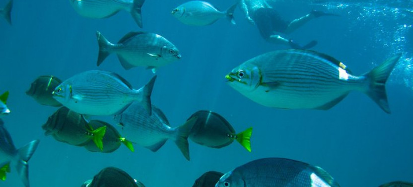 Los Cabos Snorkeling Tour To Chileno Bay And Santa Maria Cove