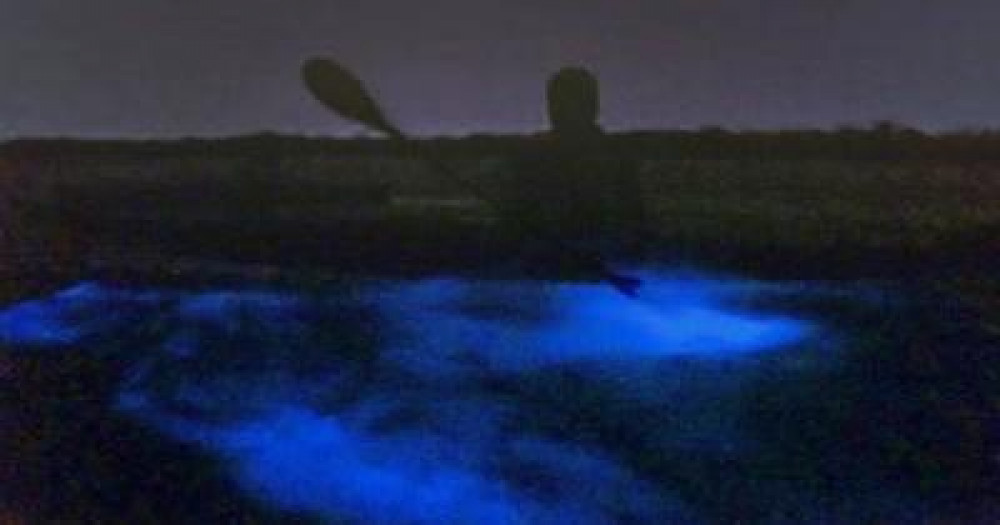 Bioluminescence Paddle Cocoa Beach Project Expedition
