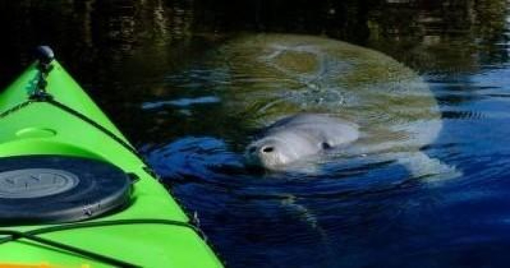 Orlando Manatee Encounter