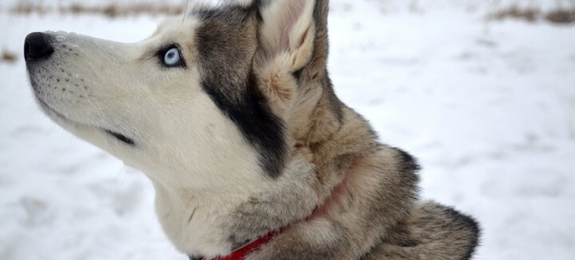 5 Km Husky Sled Safari