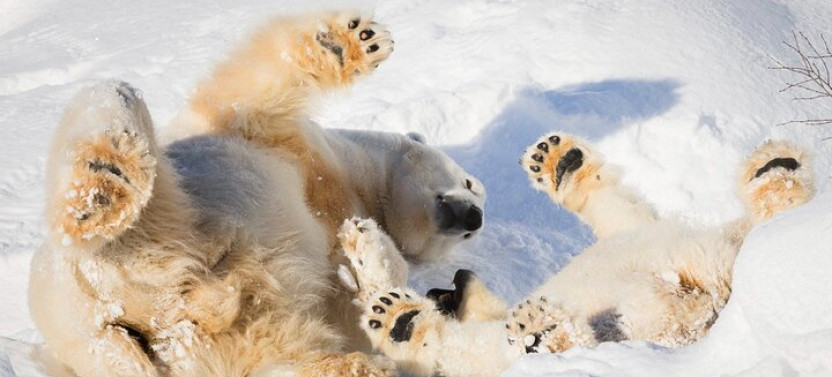 Small-Group Half-Day Ranua Wildlife Park Tour