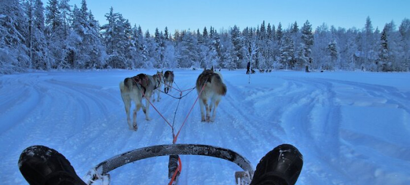 5 Km Husky Sled Safari