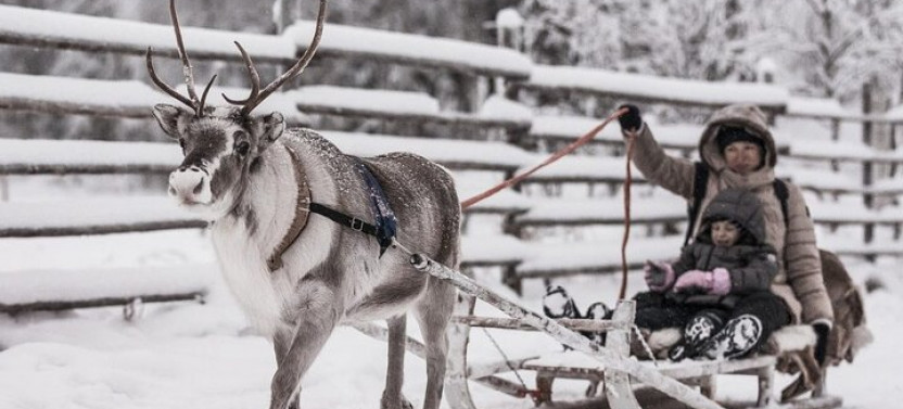 Reindeer Farm Experience In Rovaniemi