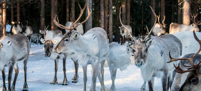 Reindeer Farm Experience In Rovaniemi