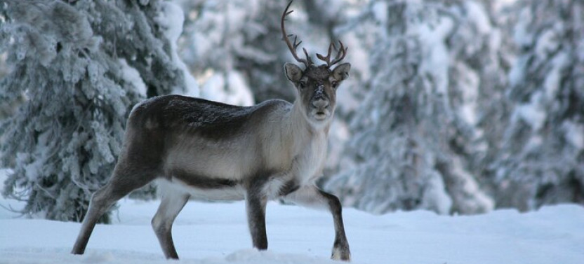 Reindeer Farm Experience In Rovaniemi
