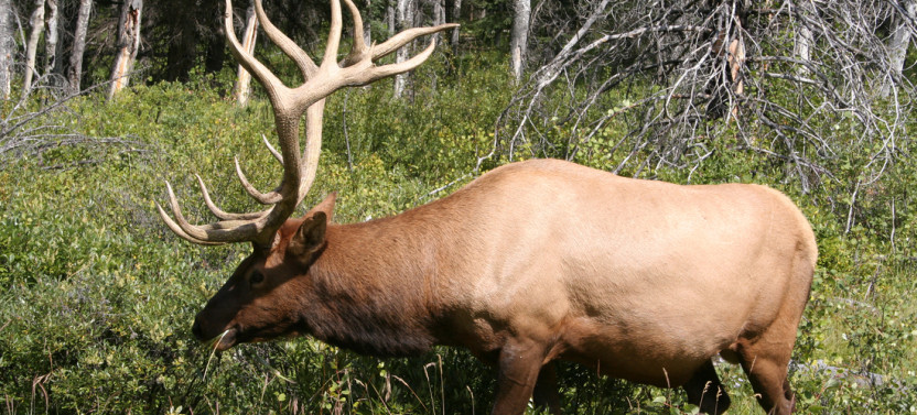 Small Group Grand Canadian Rockies - 10D/9N