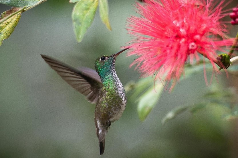 Bird Park Ticket and Transfers