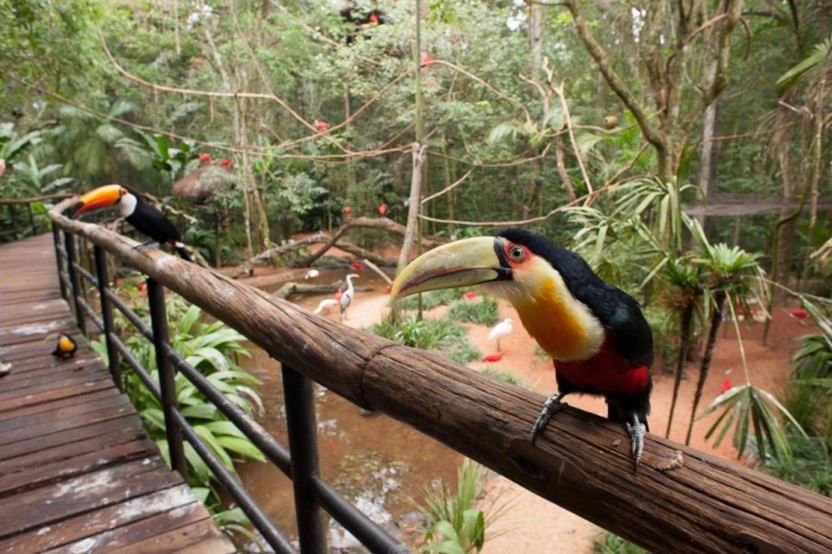 Bird Park Ticket and Transfers