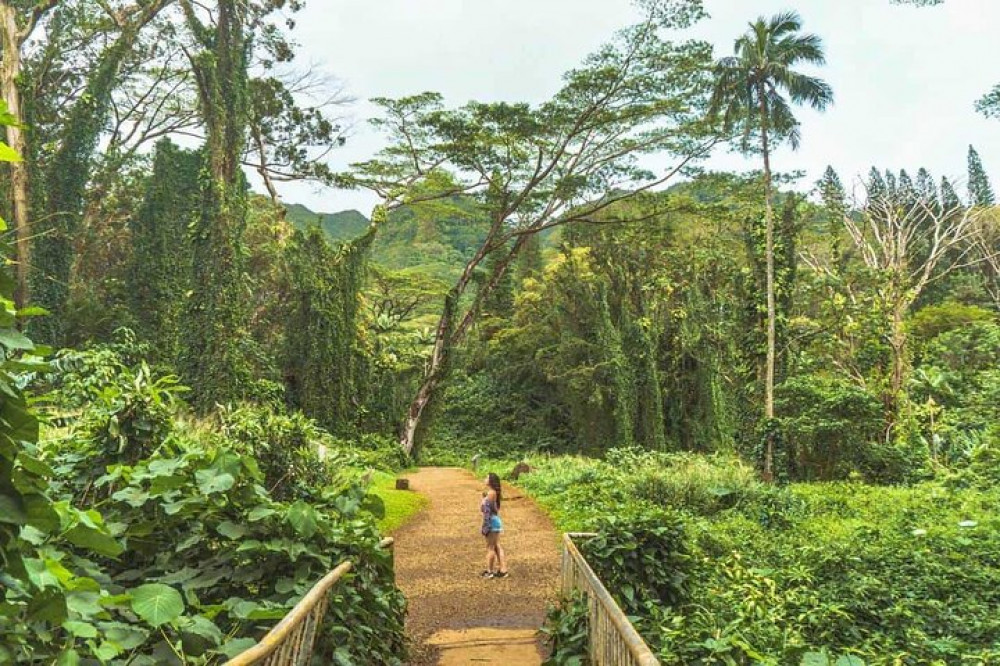 Manoa Valley Waterfalls and Lookouts Nature Hike - Honolulu | Project ...