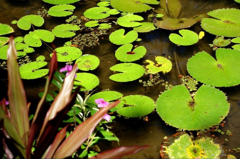 Botanical Garden - Ticket and Visit