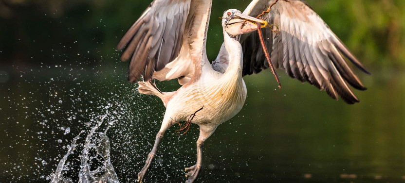 Prek Toal Birds Sanctuary & Floating Village Private Tour from Siem Reap