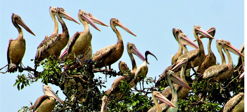 Prek Toal Birds Sanctuary & Floating Village Private Tour from Siem Reap