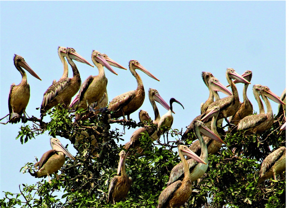 Prek Toal Birds Sanctuary & Floating Village Private Tour from Siem ...