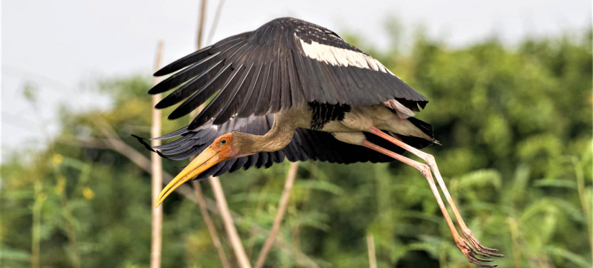 Prek Toal Birds Sanctuary & Floating Village Private Tour from Siem Reap