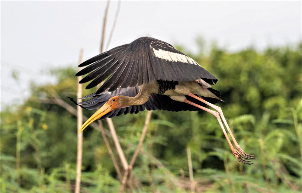 Prek Toal Birds Sanctuary & Floating Village Private Tour from Siem ...