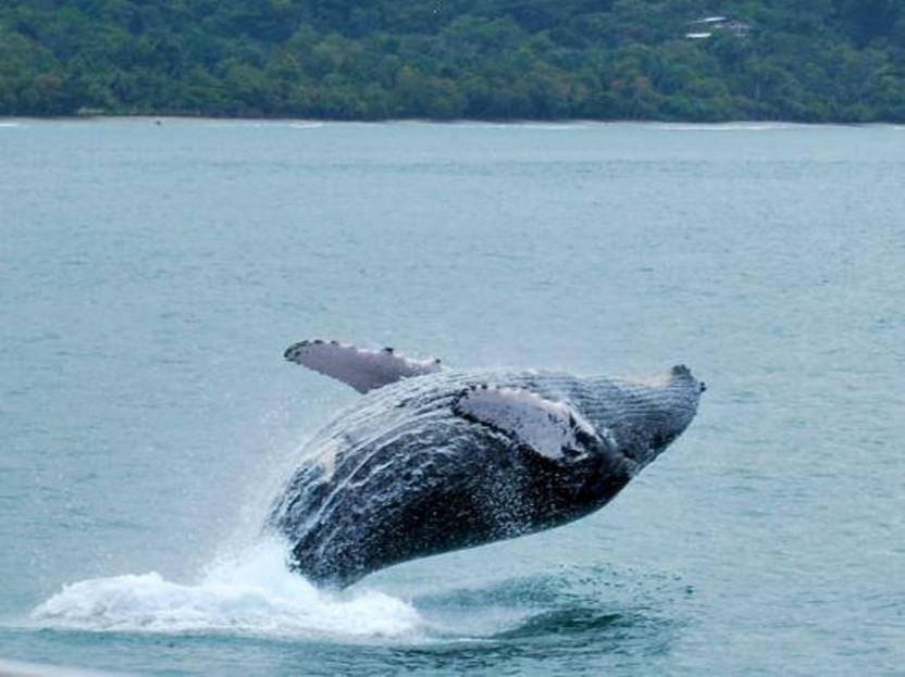 Whales