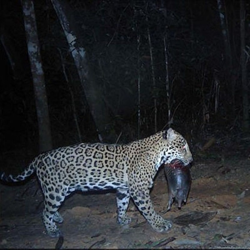 Night Hike