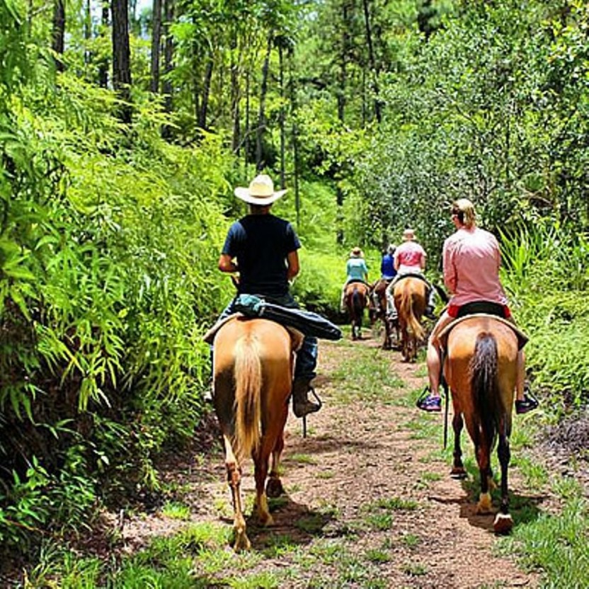 Horseback Riding In The Jungle