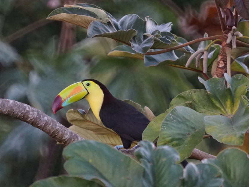 Bird Watching at Sittee River (Boat Tour)