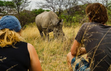 African Zebras Safaris1