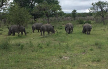 African Zebras Safaris8