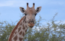 African Zebras Safaris9