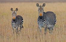 African Zebras Safaris2