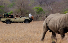 African Zebras Safaris3