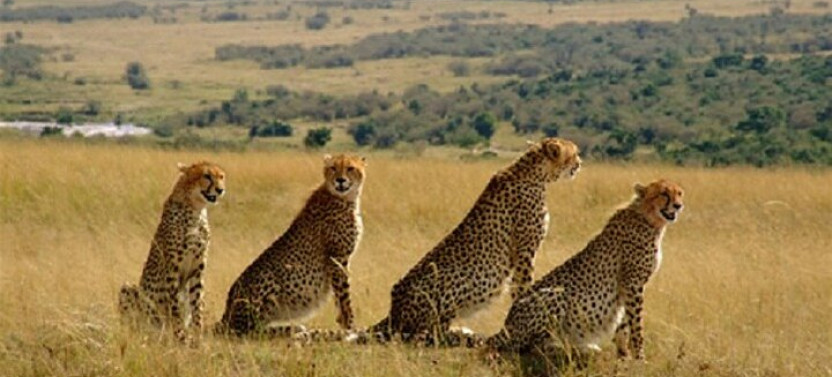 9 Day - Tanzania Serengeti & Zanzibar Island Safari
