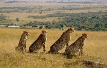 9 Day - Tanzania Serengeti & Zanzibar Island Safari