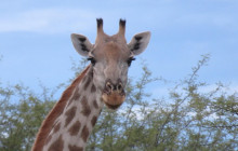 African Zebras Safaris2