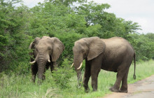 African Zebras Safaris3