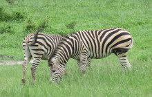 African Zebras Safaris4