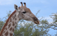 African Zebras Safaris5