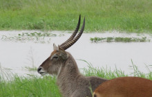 African Zebras Safaris6