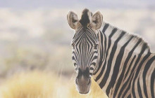 African Zebras Safaris9