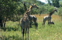 African Zebras Safaris15