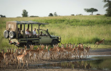 African Zebras Safaris1