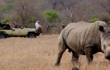 African Zebras Safaris23