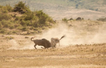 African Zebras Safaris6