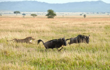 African Zebras Safaris12