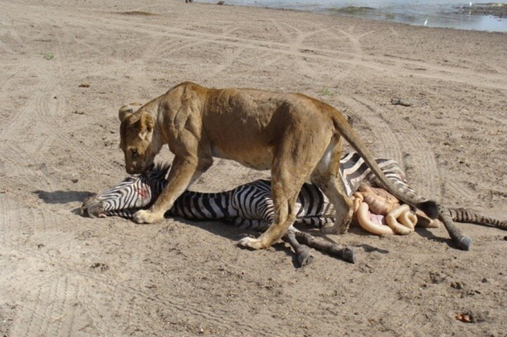 African Zebras Safaris