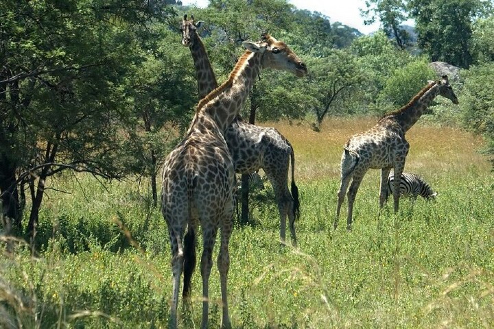 African Zebras Safaris