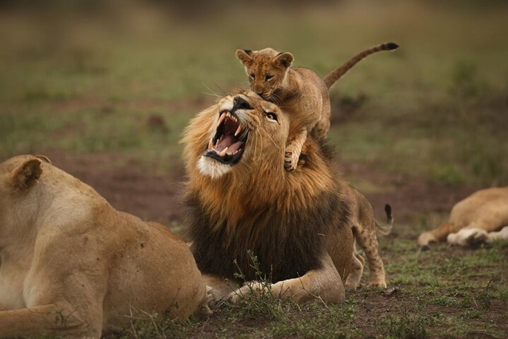 African Zebras Safaris