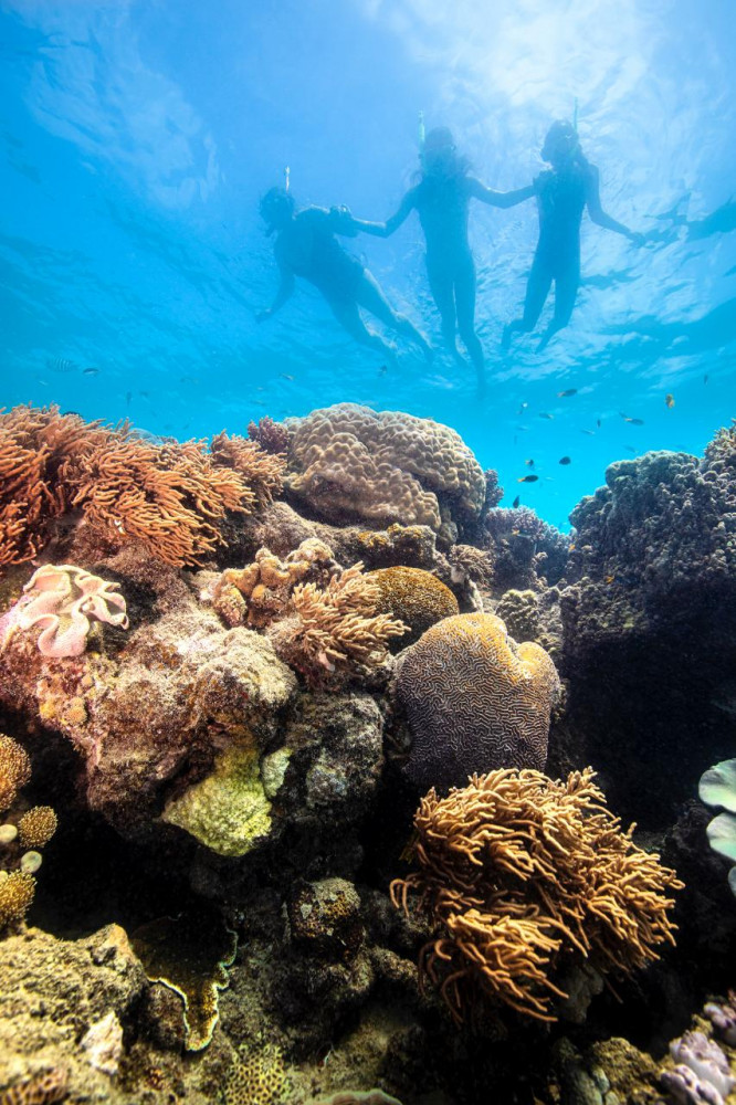 Thundercat Whitsundays All Inclusive Snorkeling Tour Airlie Beach