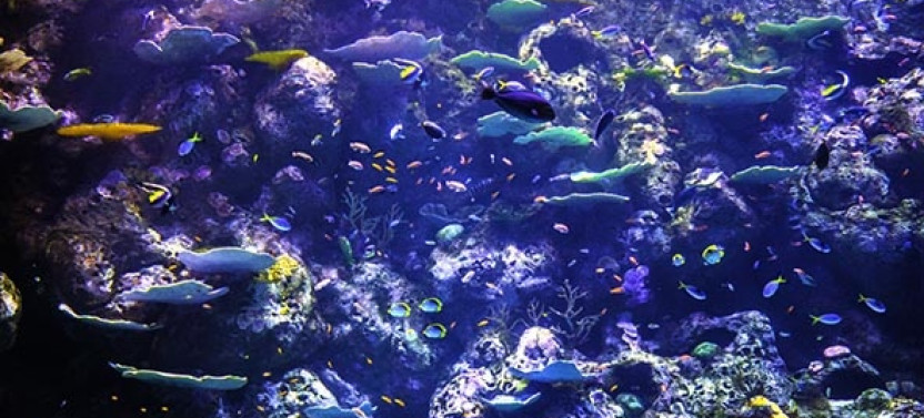Admission to Cairns Aquarium - Home to more than 16,000 Aquatic Animals