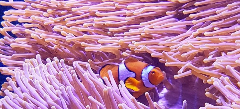 Admission to Cairns Aquarium - Home to more than 16,000 Aquatic Animals