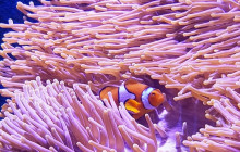 Cairns Aquarium and Reef Research Centre3