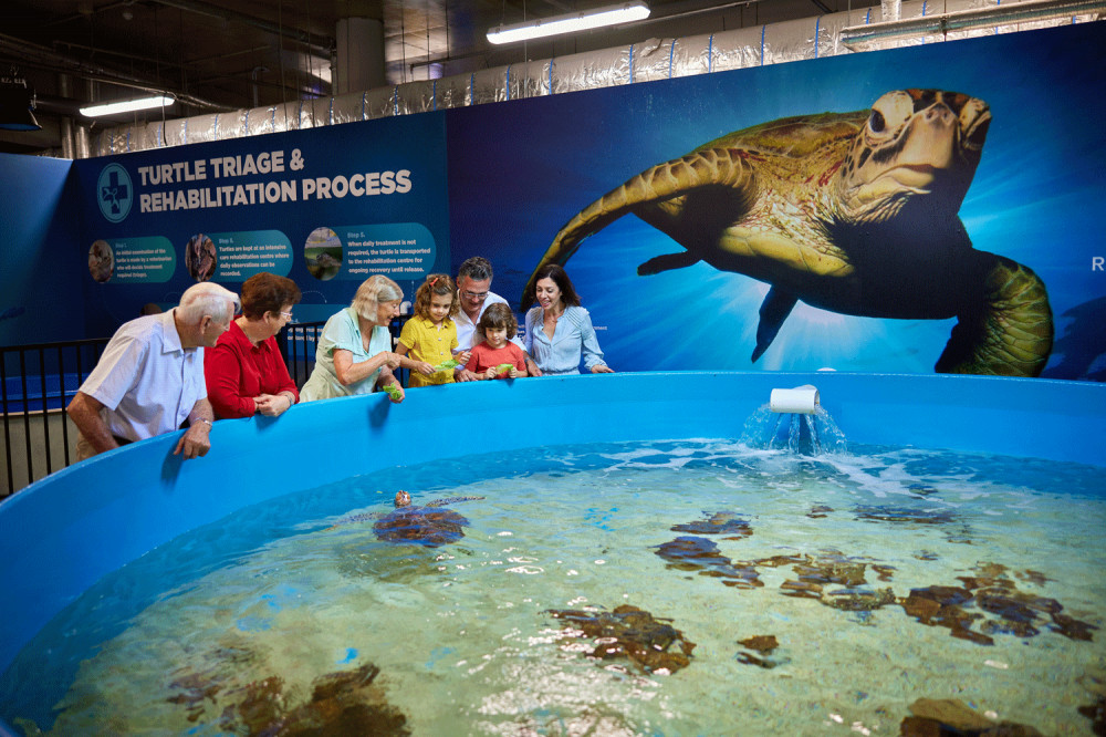 Cairns Aquarium General Admission & Turtle Hospital Tour